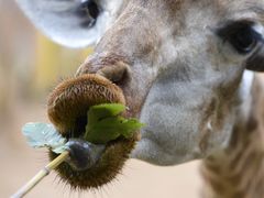 -西霞口神雕山野生动物世界