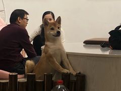-浣熊柯尔鸭土拨鼠·电玩咖