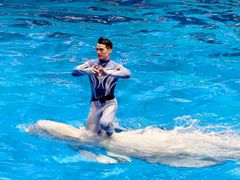 -海合安成都极地海洋公园