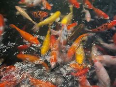 -前海华侨城JW万豪酒店·都会尚膳自助餐厅·牛排海鲜酒水畅飨
