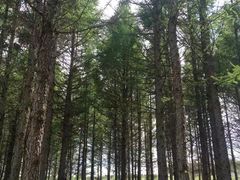 -塞罕坝国家级自然保护区