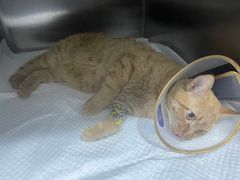 -萌兽医馆·宠物医院·猫骨科(创景店)