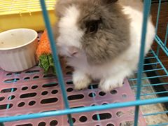 -志龙皇冠吃货椰子铺