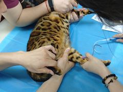 -美联众合动物医院·24h京西诊疗中心