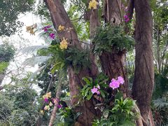 -深圳国际园林花卉博览园