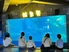 -合肥海洋世界
