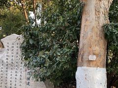 -趵突泉景区