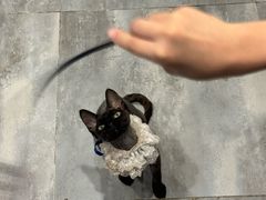 -楼上猫咖(罗湖店)