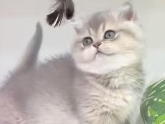 -青奢宠物·青奢猫舍