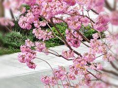 -深圳湾万象城(南山店)