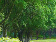 -深圳国际园林花卉博览园