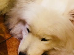 -more than meow吴止猫主题餐厅(承德 中船汇店)