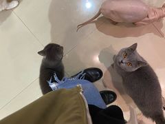 -70cat德文卷毛猫·缅因猫纯种猫舍