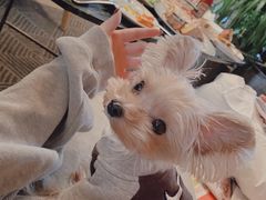 -the rug 飞毯 (朝阳公园店)