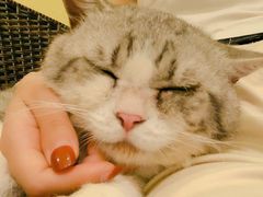 -猫色咖啡·猫咖