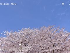 -顾村公园