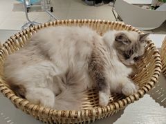 -怪兽屋·羊驼·猫咖·狗咖(俊华广场店)