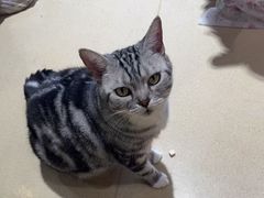 -藏猫猫咖啡主题馆(中央大道店)