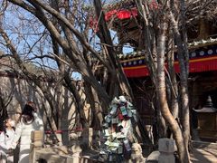 -塔尔寺-菩提树