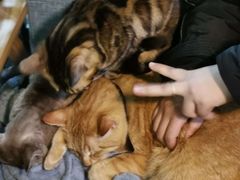 -李小姐の猫咖啡馆(五角场店)