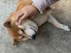 -柴犬高等学院·狗咖·柴犬售卖·宠物训练