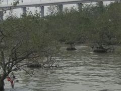 -宝安西湾红树林湿地公园