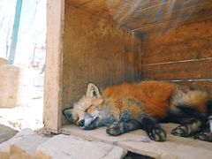 -宫城藏王狐狸村