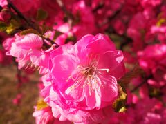 -大兴滨河森林公园