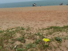 -椰风寨