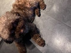 -东园小馆·早茶·淮扬小炒(江都路店)