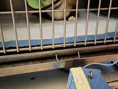 -瑞派福兴宠物医院犬猫全科·骨科·中西医结合(河东店)