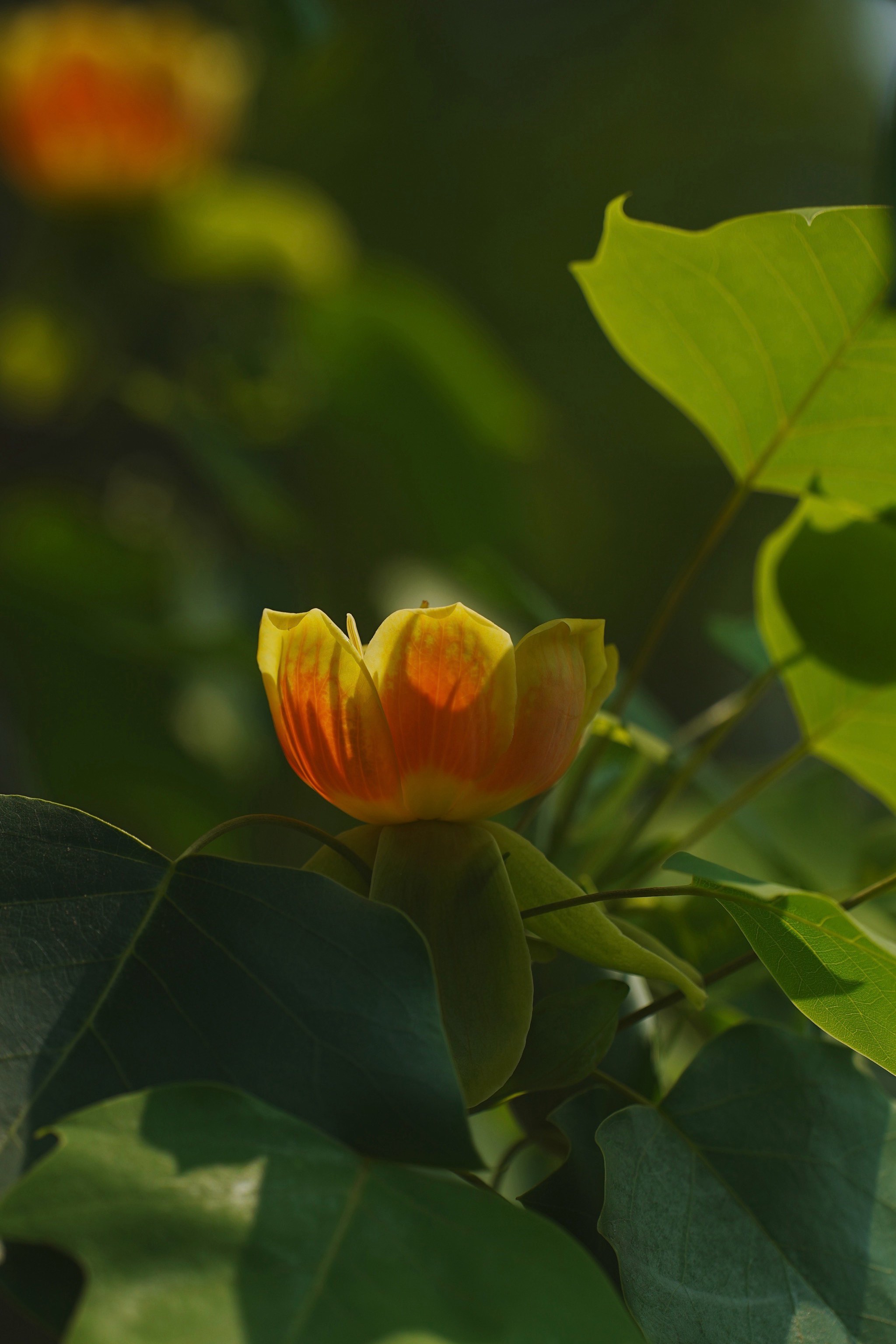 鹅掌楸开花图片图片