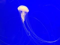 -上海海洋水族馆