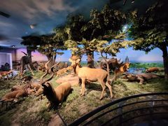 -国家自然博物馆