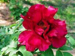 -国家植物园南园