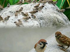 -广州珠江公园