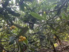 -塘栖枇杷特色园区