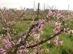 -南汇水蜜桃采摘(大团店)