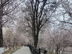 -桃花堤公园