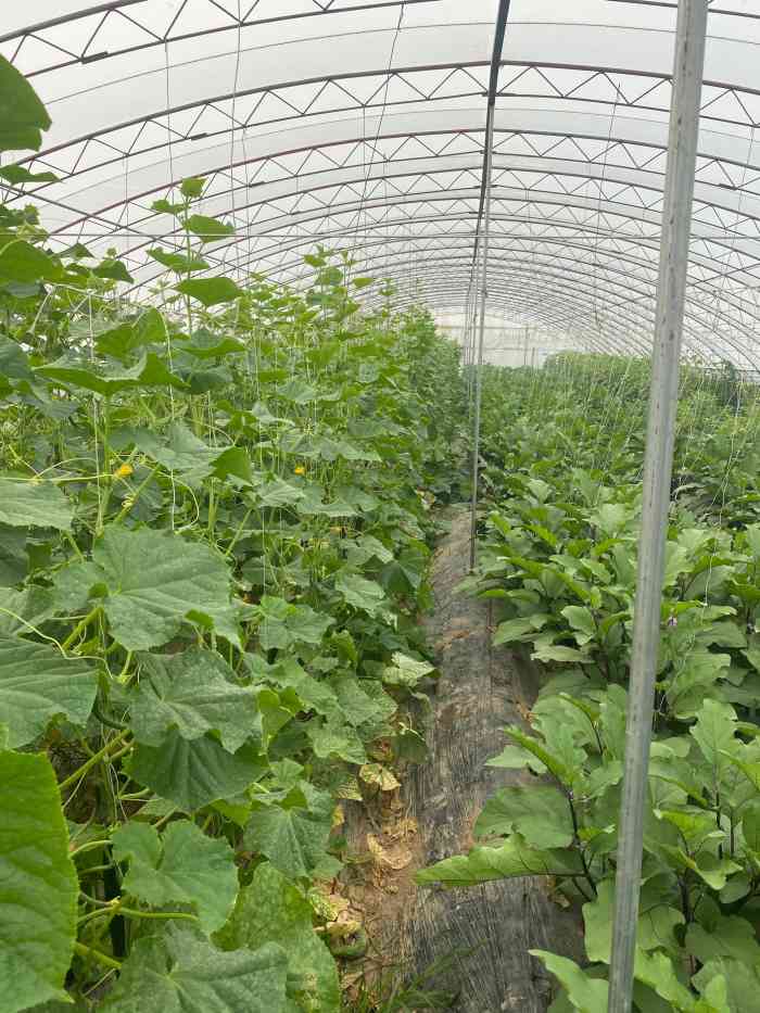 庞各庄西瓜正阳采摘基地-"1.下午3点多去的,大棚里太热了,根本待.