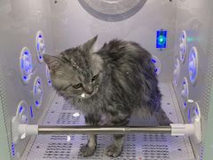 -爱洗澡的猫(望京店)