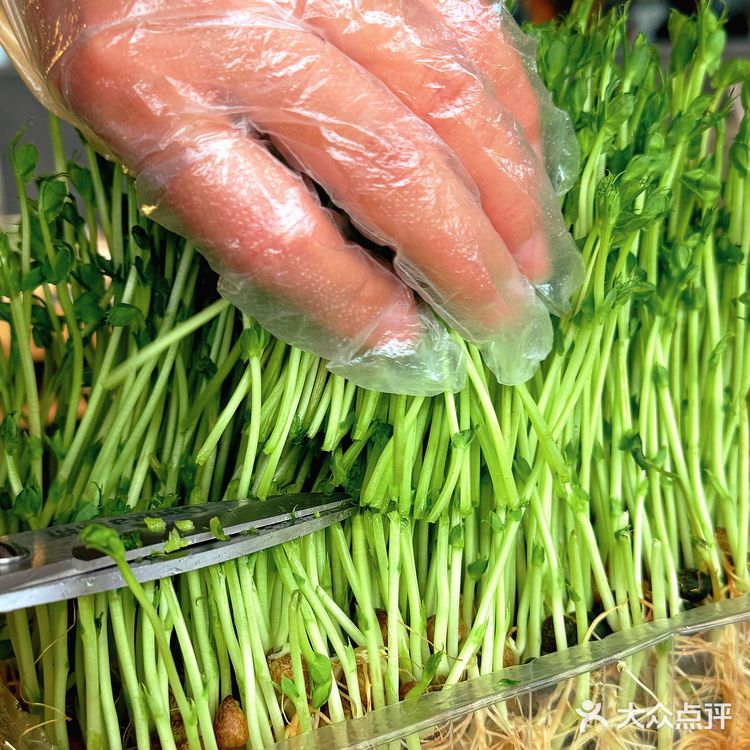 猪肚鸡汤烫野菜｜一口“栽”进春天里