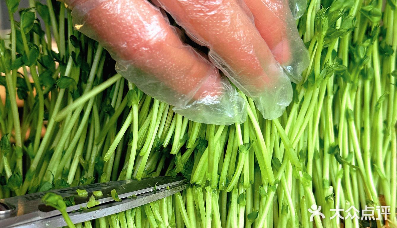 猪肚鸡汤烫野菜｜一口“栽”进春天里