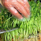 猪肚鸡汤烫野菜｜一口“栽”进春天里