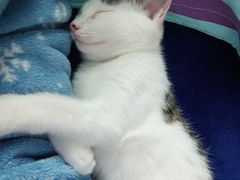 -pd派德宠物中心医院24H急重症·眼科中心·血液透析中心(嵩山北路店)