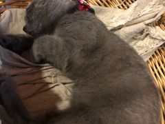 -共舞时光猫咖·狗咖(新街口店)