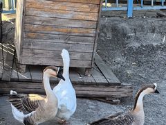 -北京鹿世界主题园