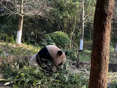-都江堰中华大熊猫苑