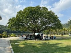 -深圳仙湖植物园