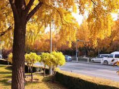 -三里屯东五街银杏大道